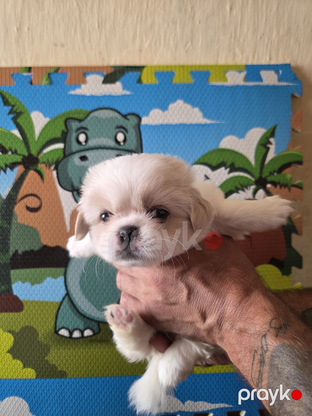 Pekines — Köpəklər, Bakı (3)