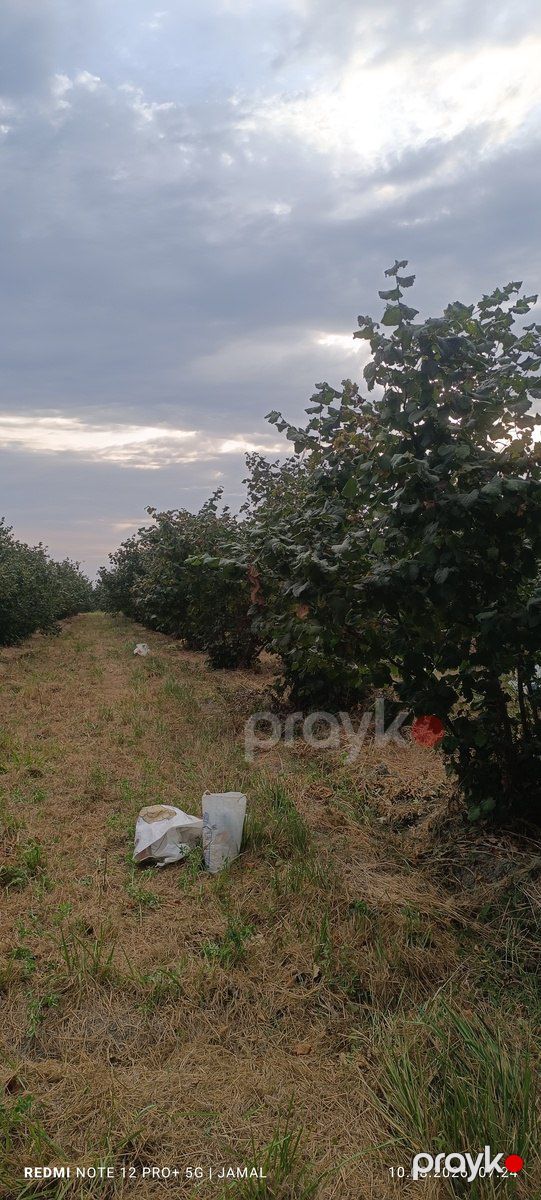 35 sot torpaq sahəsi, Xaçmaz r — Torpaq, Xaçmaz (4)