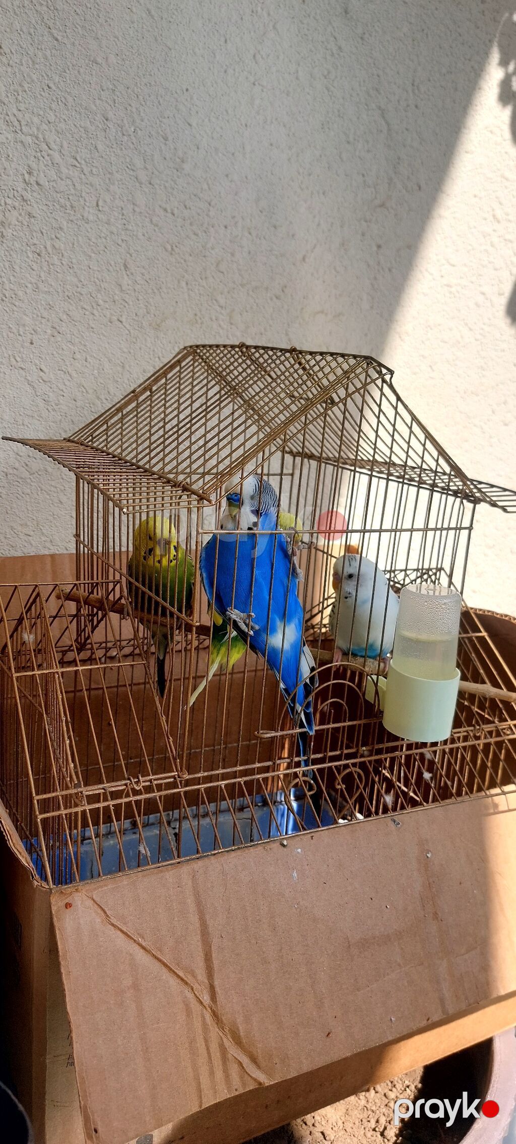 Məhsul: dalmatin və klassik rəng kombinasiyalarında nimfa/budgerigar — Qəfəslər, Lənkəran (2)