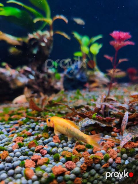 Gold Chinese Algae Eater. Qızılı Çin yosun yeyəni satıram. Barter — Xırdalan