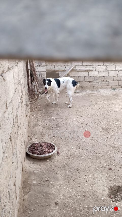Türkmən alabayı — Bakı