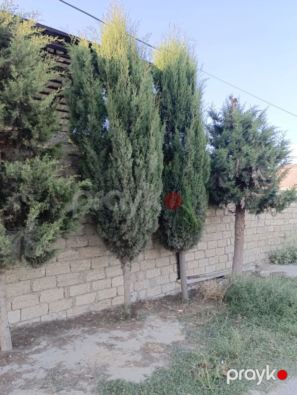 Salam cavan yolka agajdaridi bir 50 manatdan kim istese elaqe saxlaya — Ağaclar və fidan, Bakı (2)