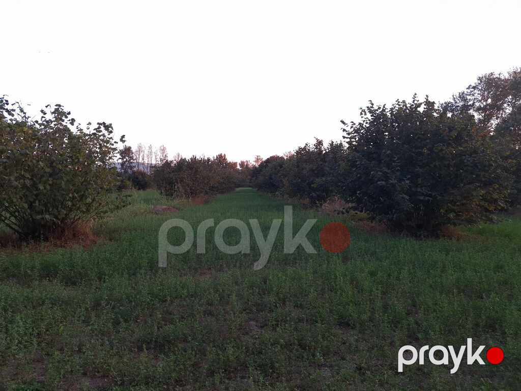 180 sot, Kənd təsərrüfatı, Mülkiyyətçi — Torpaq, Oğuz (8)
