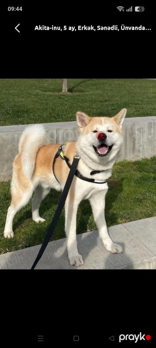 Akita-inu iti — Köpəklər, Bakı (2)