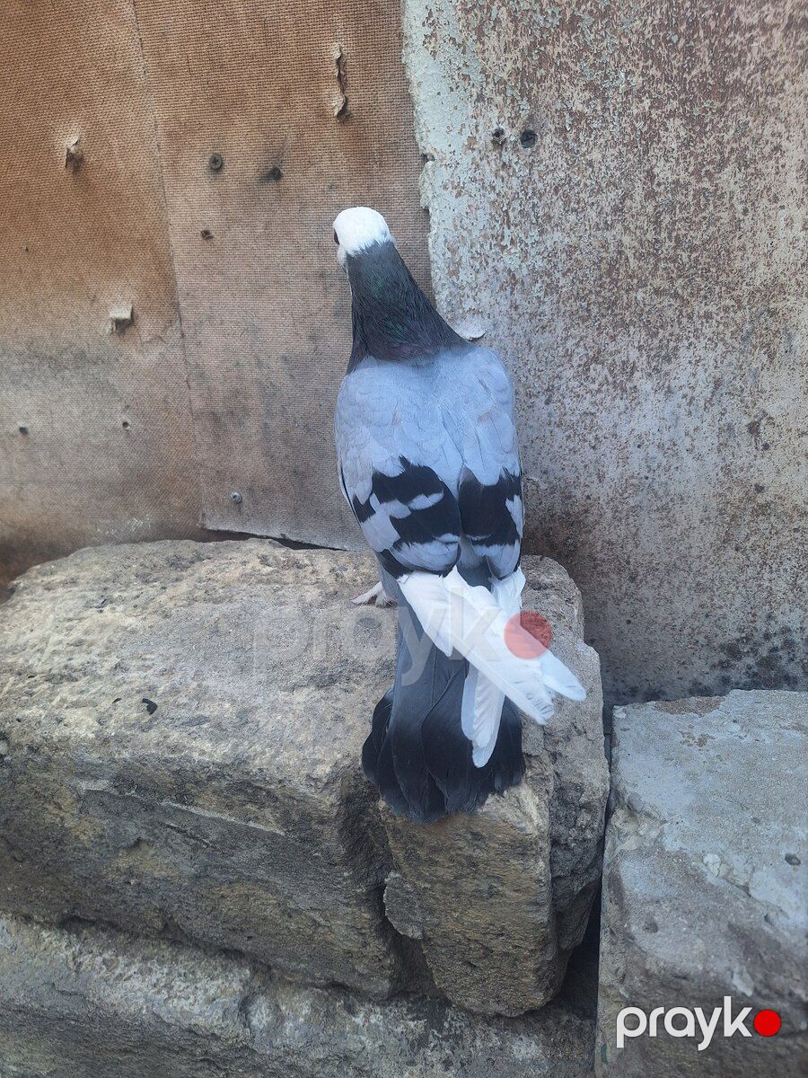 Göyərçin — Quşlar, Ağsu (9)