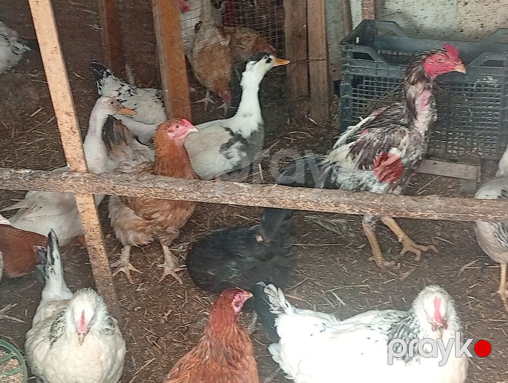 Salam özüm inqubatorda cixardiglarimda var aldığında içində avstrolop — Digərləri, Bakı (10)