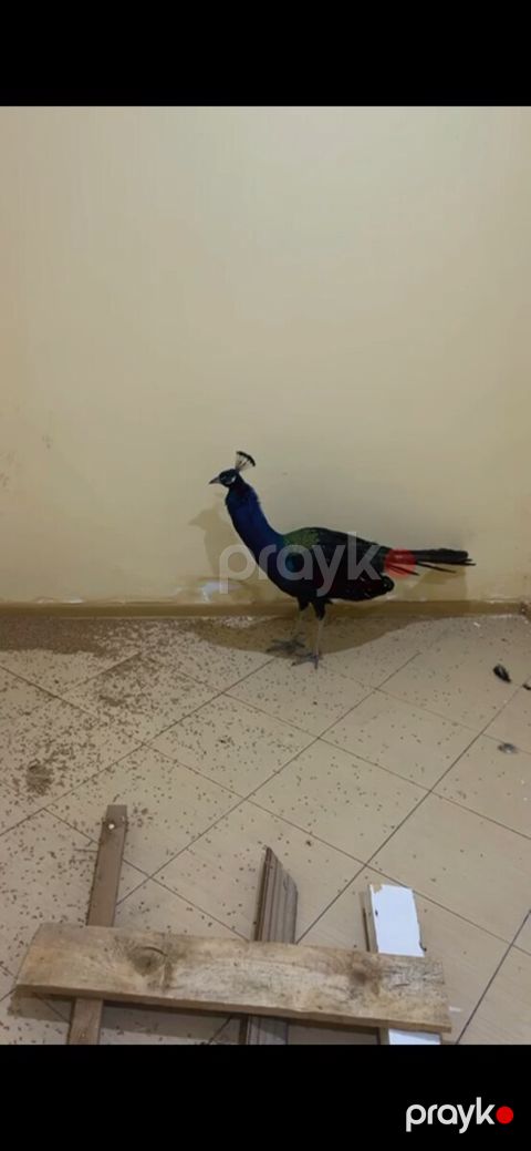 Tovuz quşu — Bakı