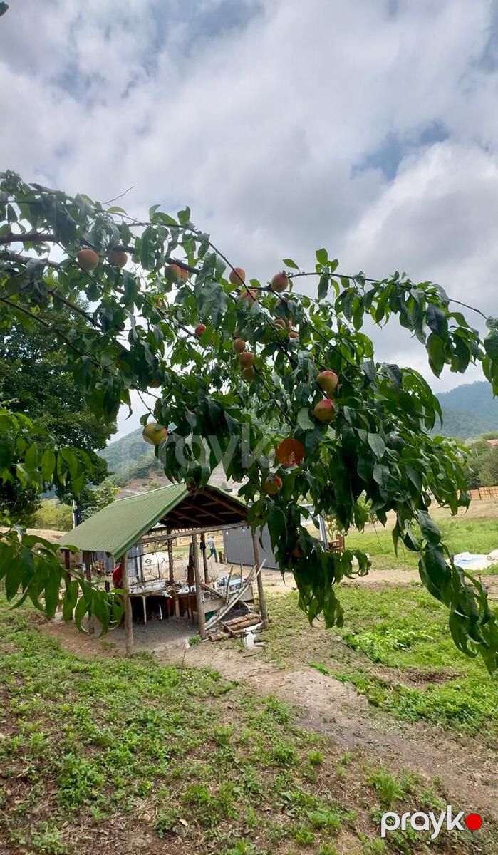 Satılır torpaq 14 sot — Torpaq, Lerik (5)