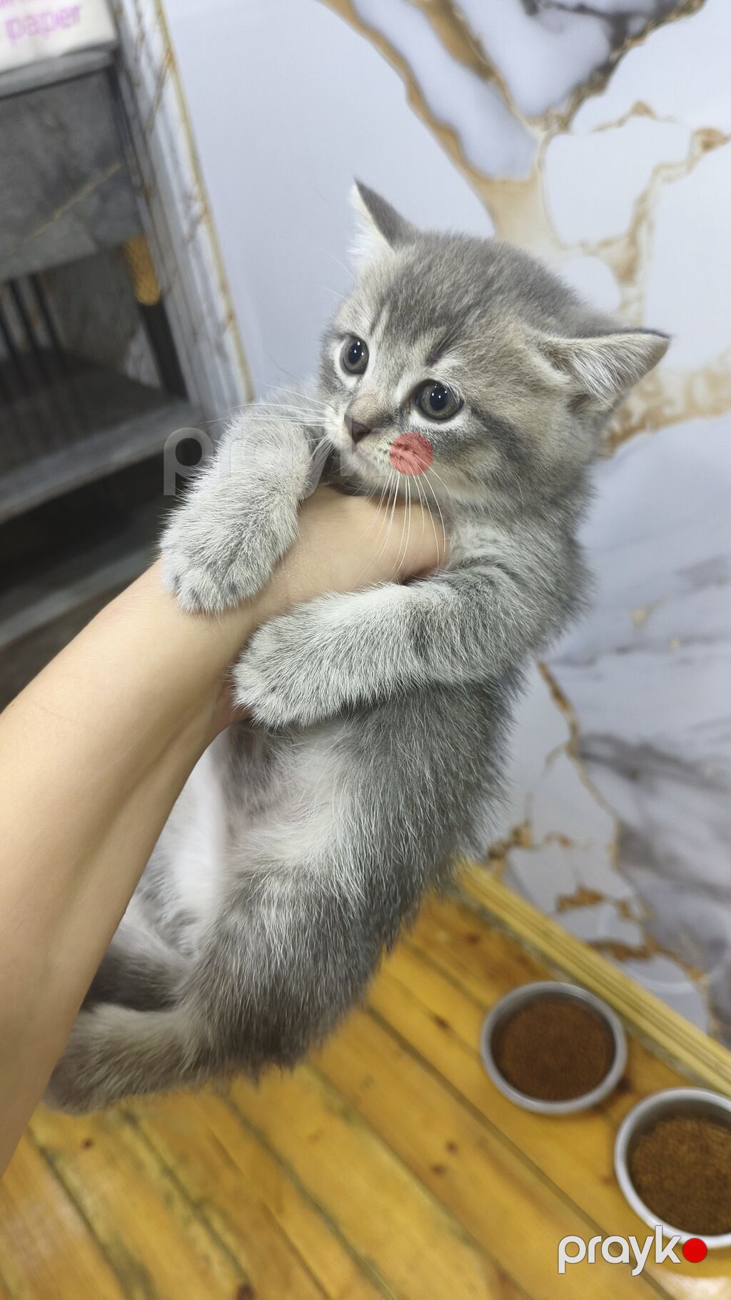 Şinşilla, Erkək, Yaxşı əllərə, Ödənişli çatdırılma — Pişiklər, Xırdalan (3)