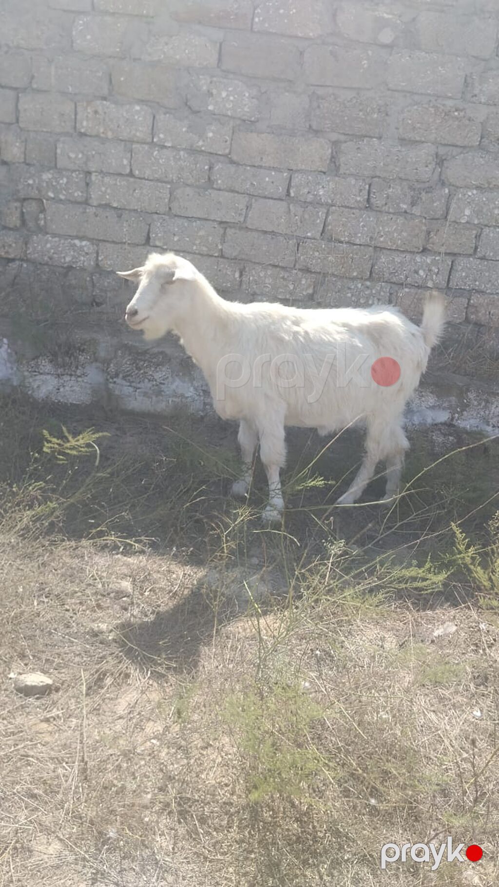 Əvvəla hamıya salam bildiyimə görə boaz olmalıdır yaxşı süd verməyi — Kənd təsərrüfatı heyvanları, Bakı (2)
