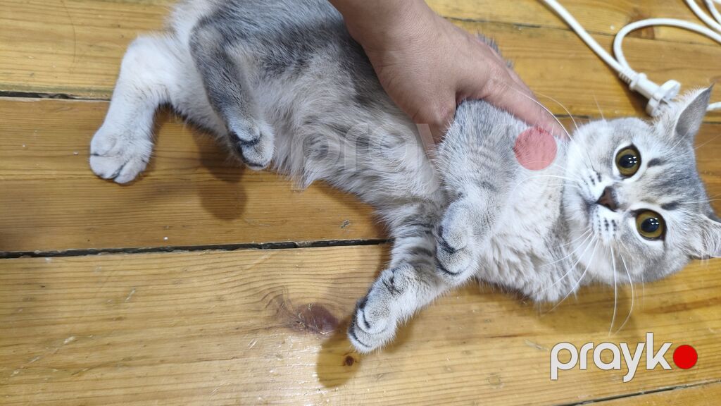 Şinşilla, Dişi, Yaxşı əllərə, Ödənişli çatdırılma — Pişiklər, Xırdalan (6)