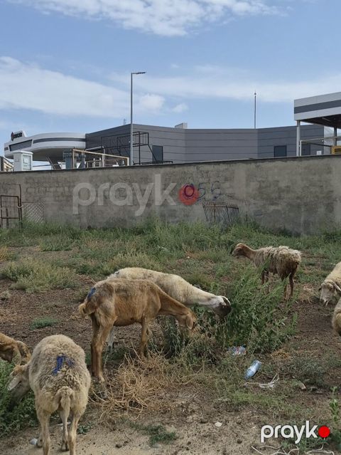 8 Qoyun sürüsü Təsvir: - Şəkillərdə görüldüyü kimi müxtəlif yaş və — Mehdiabad