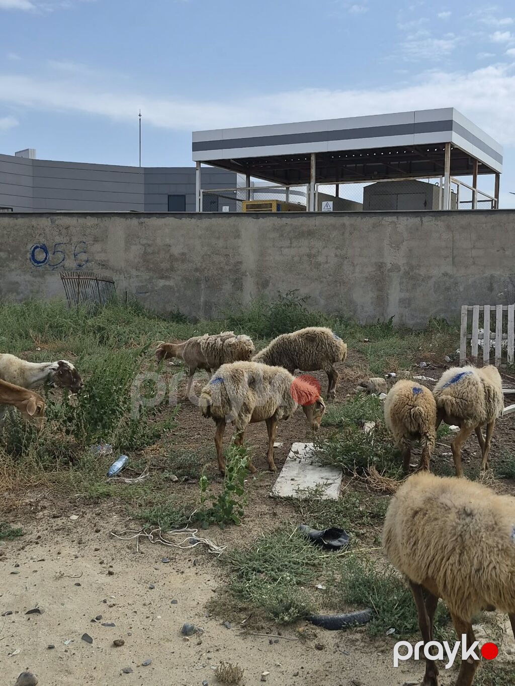 8 Qoyun sürüsü Təsvir: - Şəkillərdə görüldüyü kimi müxtəlif yaş və — Kənd təsərrüfatı heyvanları, Mehdiabad (2)
