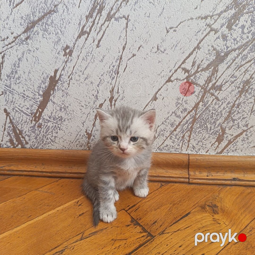 Şinşilla pişiyi — Pişiklər, Bakı (3)