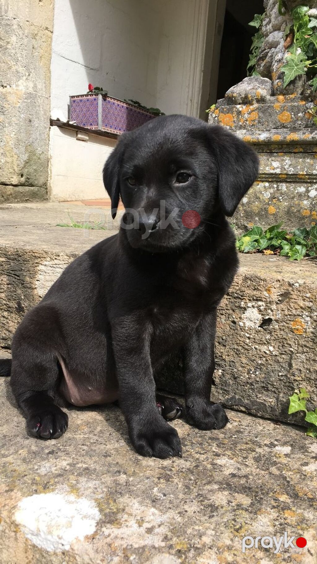 Labrador-retriver, 2 ay, Erkək, Peyvəndli, Ödənişli çatdırılma — Köpəklər, Bakı (2)