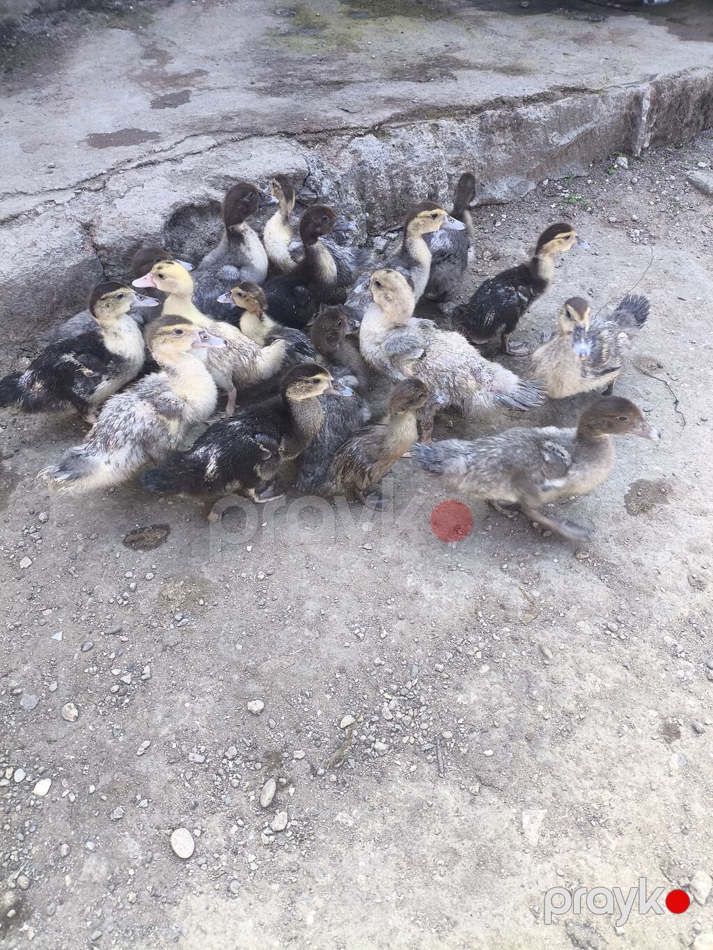 Lal ördək balaları satılır qiymət 8 manatdan başlayır ünvan — Digərləri, Digah (8)