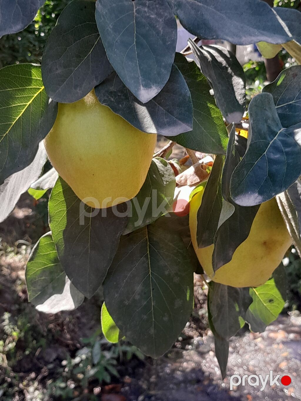Salam her ikisi yetişib her ikisinin kilosu iki manatdandir — Qida məhsulları, Sabirabad (8)