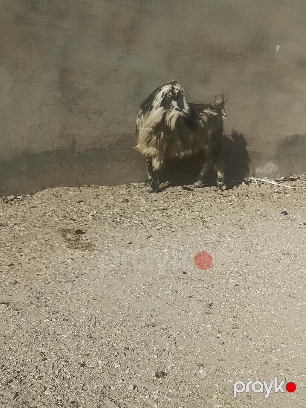 Salam Sağlam Keçidi 3 qarın Partdam kökü Heyvadi rahat ət olar 14 15 — Kənd təsərrüfatı heyvanları, Digah (4)