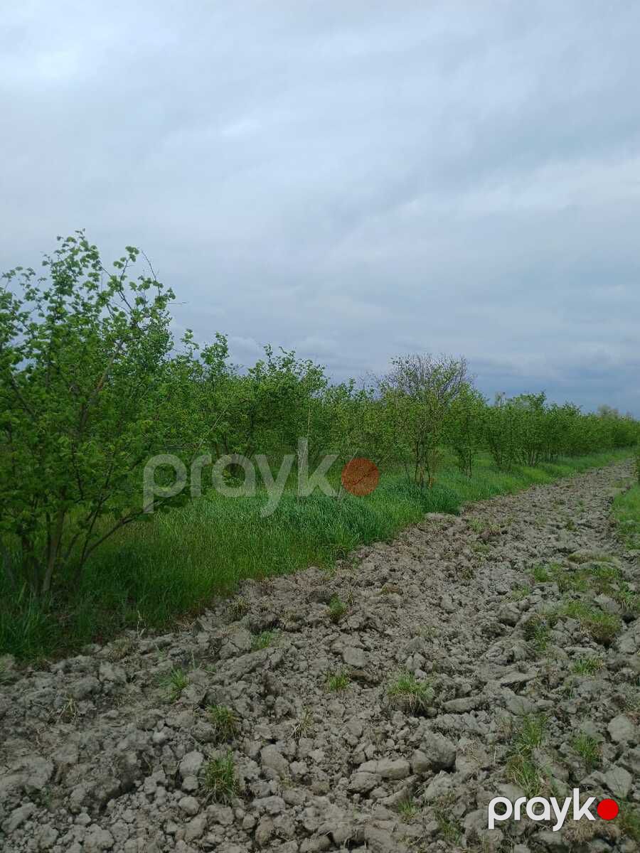 125 sot torpaq sahəsi, Xaçmaz r — Torpaq, Xaçmaz (4)
