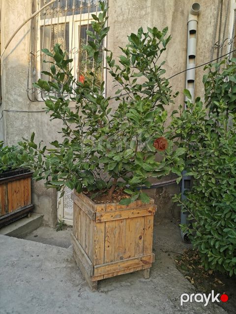 Limon ağacı — Bakı