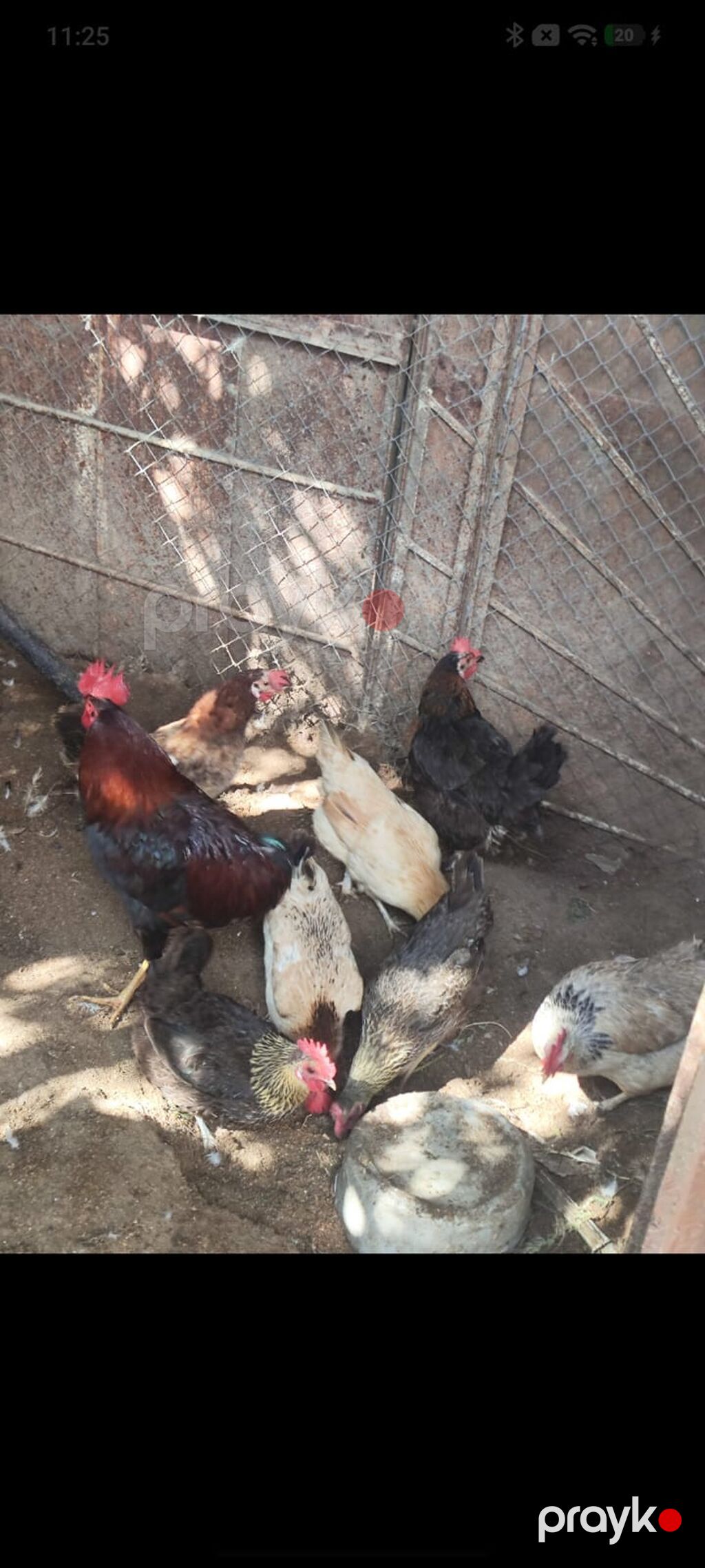 Yumurtuyan Toyuqlar Satılır 10 ədəd yumurtuyan toyuqdur. Toyuqun — Toyuq və xoruz, Sumqayıt (5)
