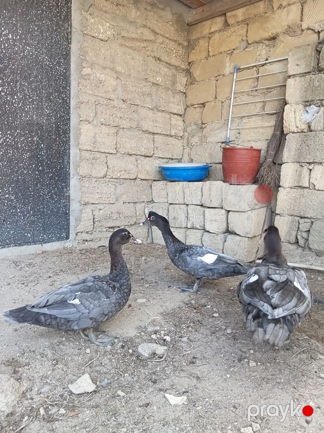 Macar ördəkləri — Quşlar, Bakı (5)