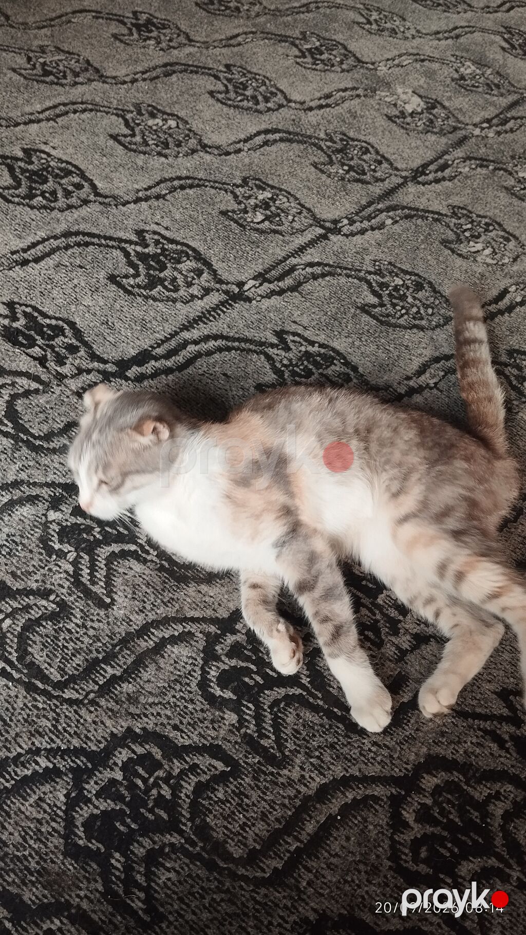 Dişi, Cütləşmə üçün, Rayonlara çatdırılma — Pişiklər, Quba (8)
