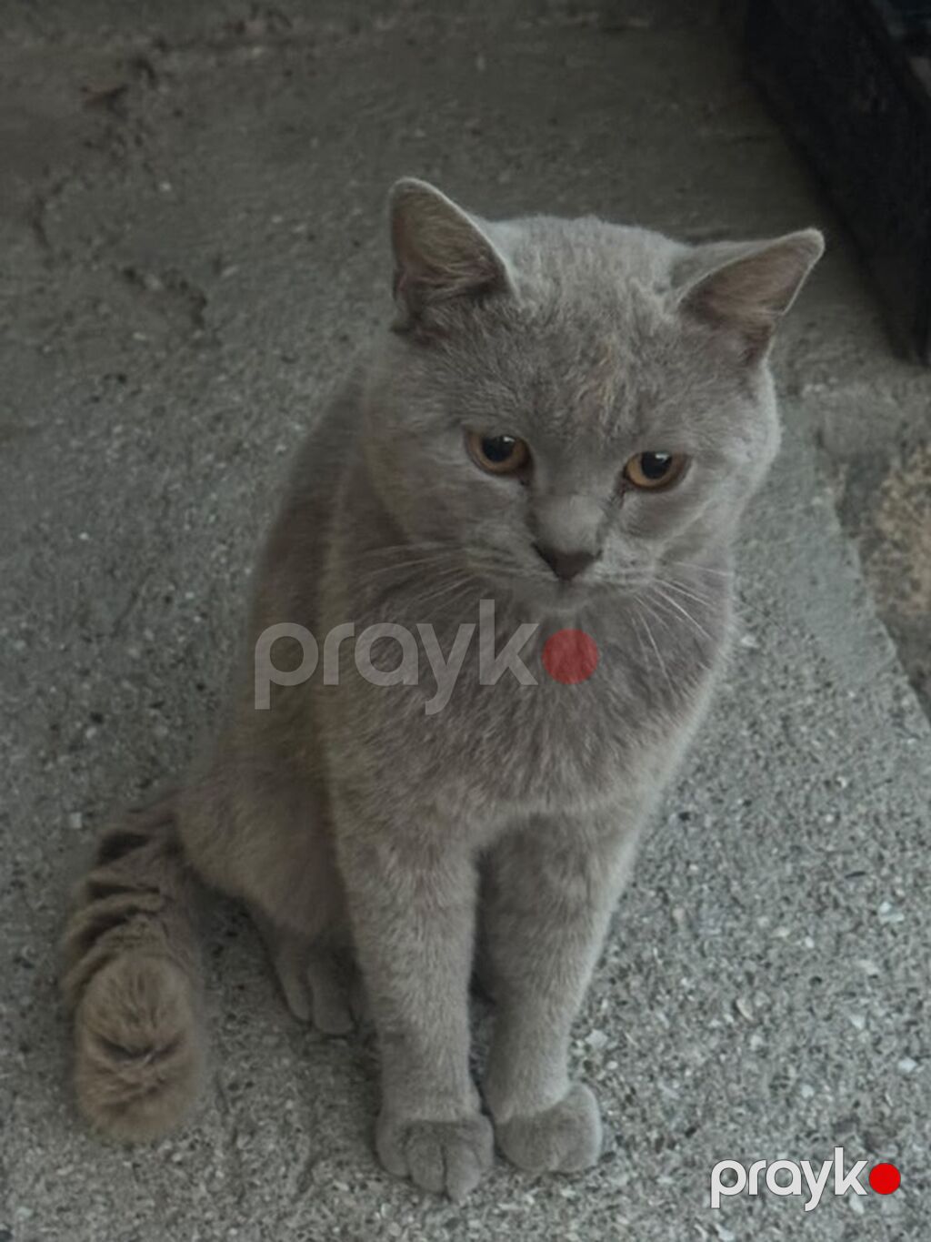 Sakit pişiydir şotlanddır anasıda atasıda şotlandıır İynələri vurulub — Pişiklər, Sumqayıt (2)