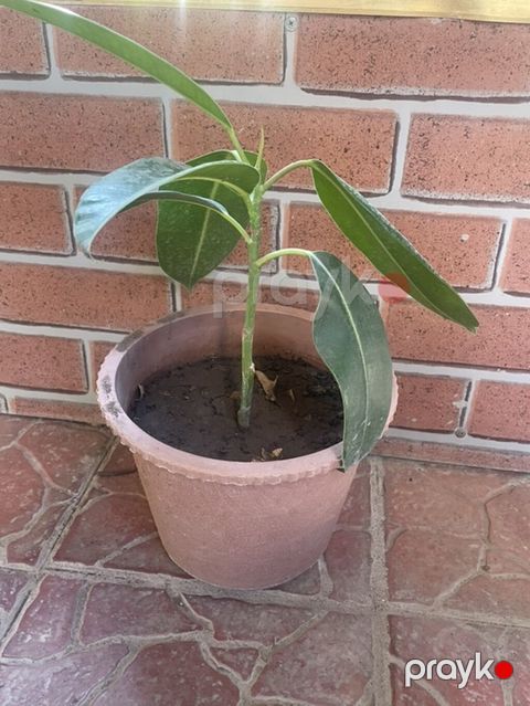 Qapalı məkan üçün dekorativ rezin ağacı (Ficus elastica) fidanı — Cəlilabad