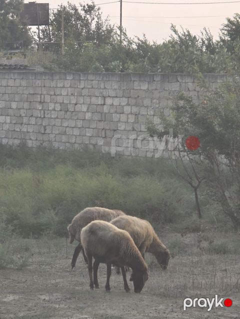 Qoyunlar – yerli cins, otlaqda saxlanılır - Şəkildə olan heyvanlar: 3 — Digah