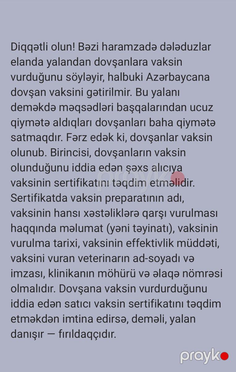 Dekorativ dovşan balaları — Dovşanlar, Bakı (2)