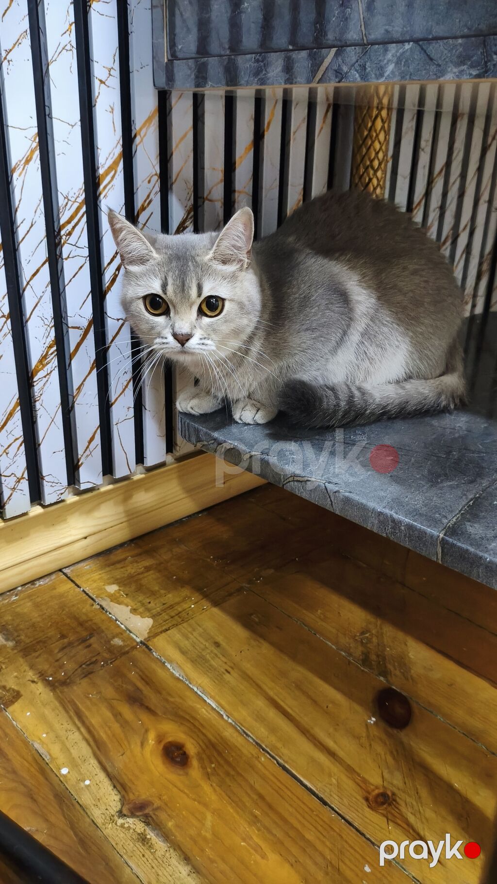 Şinşilla, Dişi, Yaxşı əllərə, Ödənişli çatdırılma — Pişiklər, Xırdalan (2)