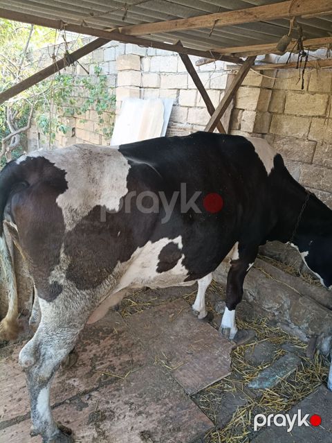 Dişi, Holsteyn, il: 4, 250 kq, Ətlik, Ünvandan götürmə — Saray