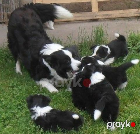 Border collie — Bakı