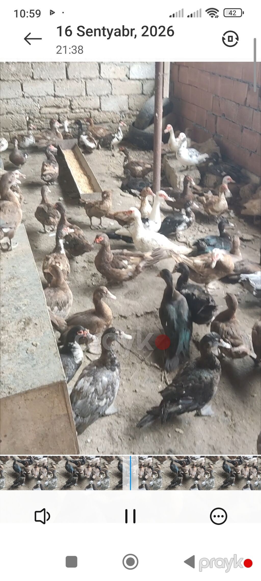 Cins lal ördəklər satılır — Digərləri, Digah (4)