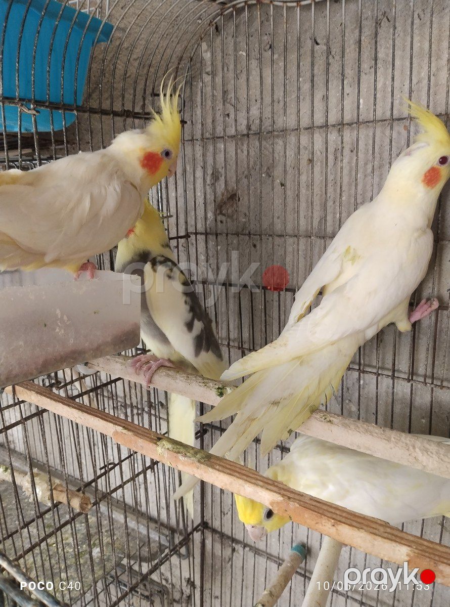 Tutuquşular — Quşlar, Bakı (3)
