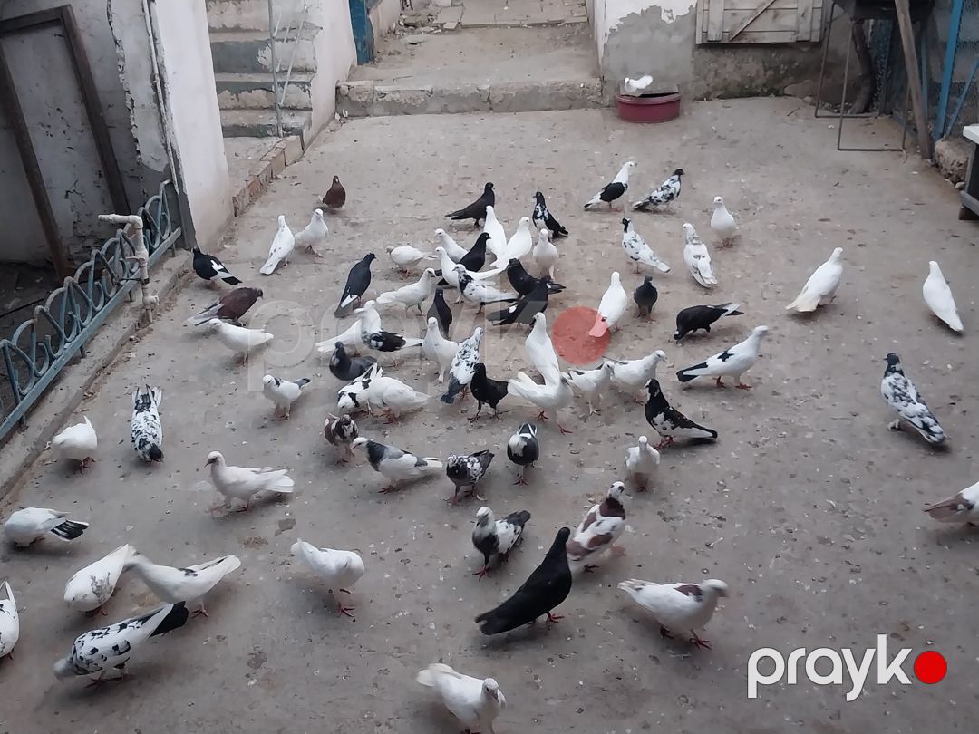 Göyərçinlər — Quşlar, Bakı (3)