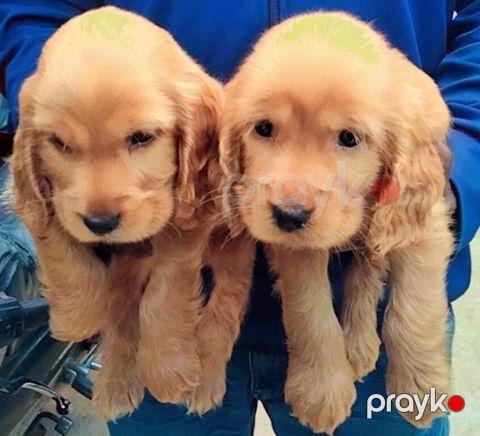 Koker spaniel balaları — Bakı