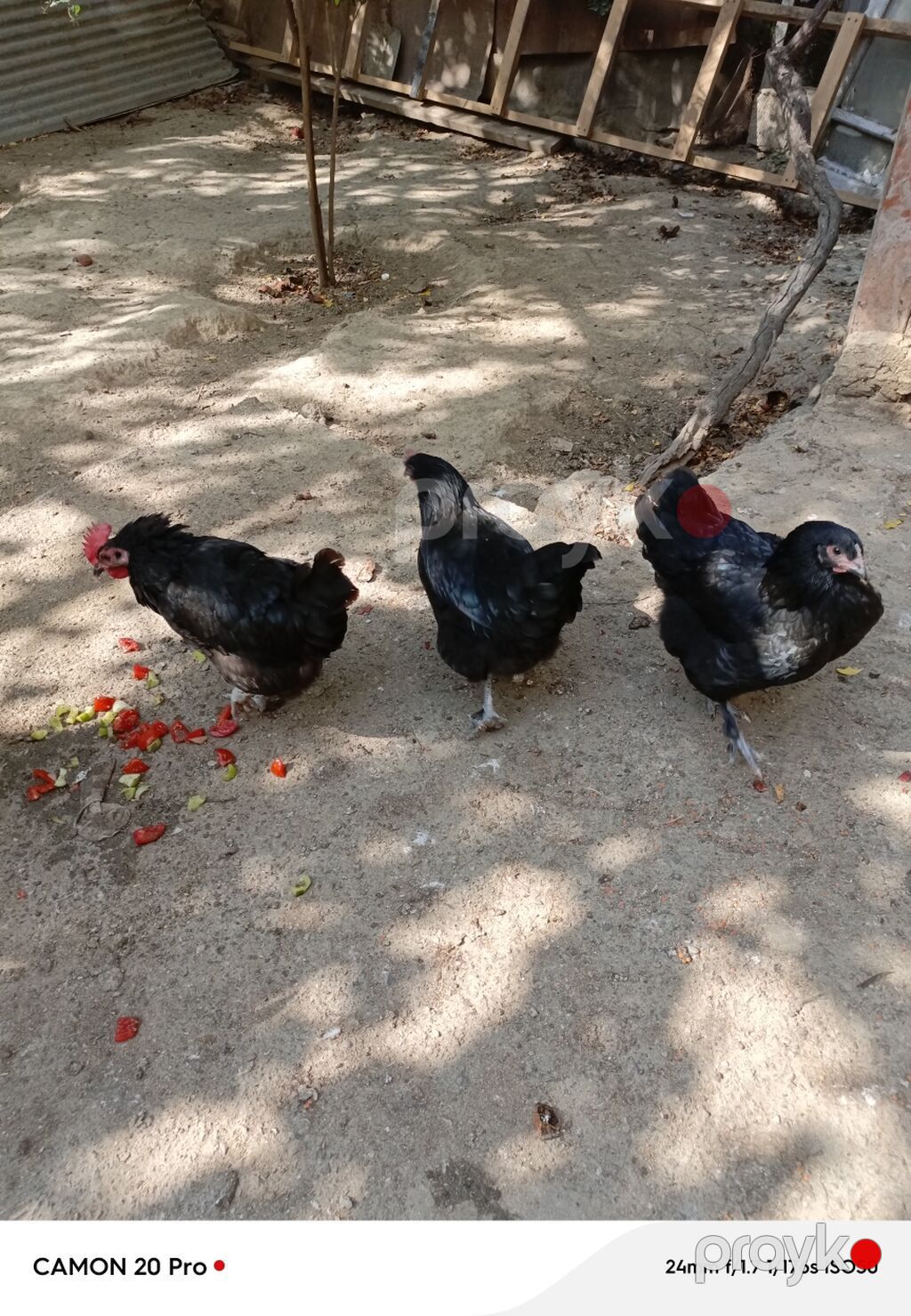 Toyuq, Damazlıq — Toyuq və xoruz, Bakı (5)