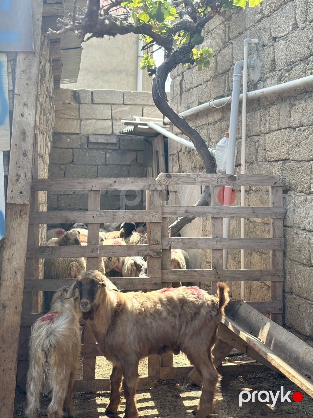 Erkək, il: 6, 24 kq, Ətlik, Ünvandan götürmə — Kənd təsərrüfatı heyvanları, Digah (2)