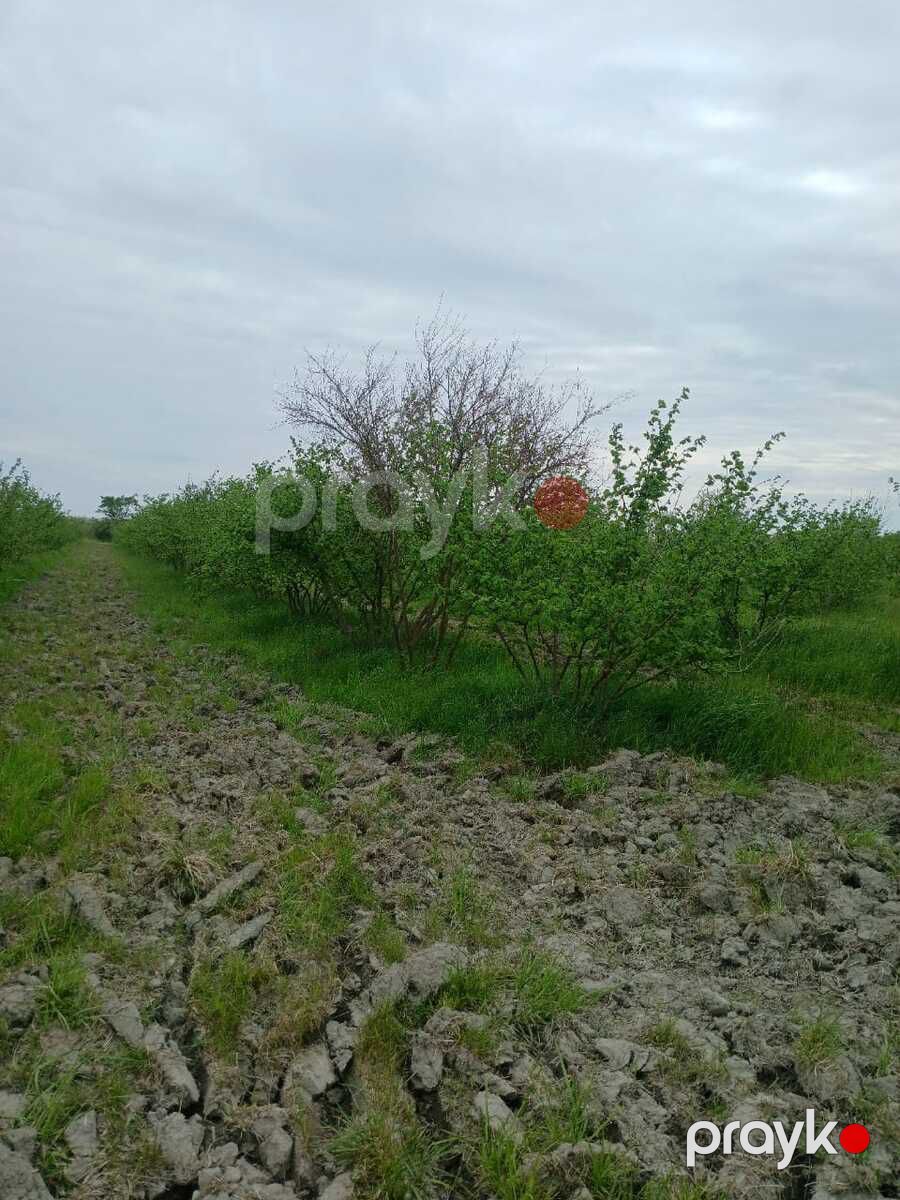 125 sot torpaq sahəsi, Xaçmaz r — Torpaq, Xaçmaz (3)
