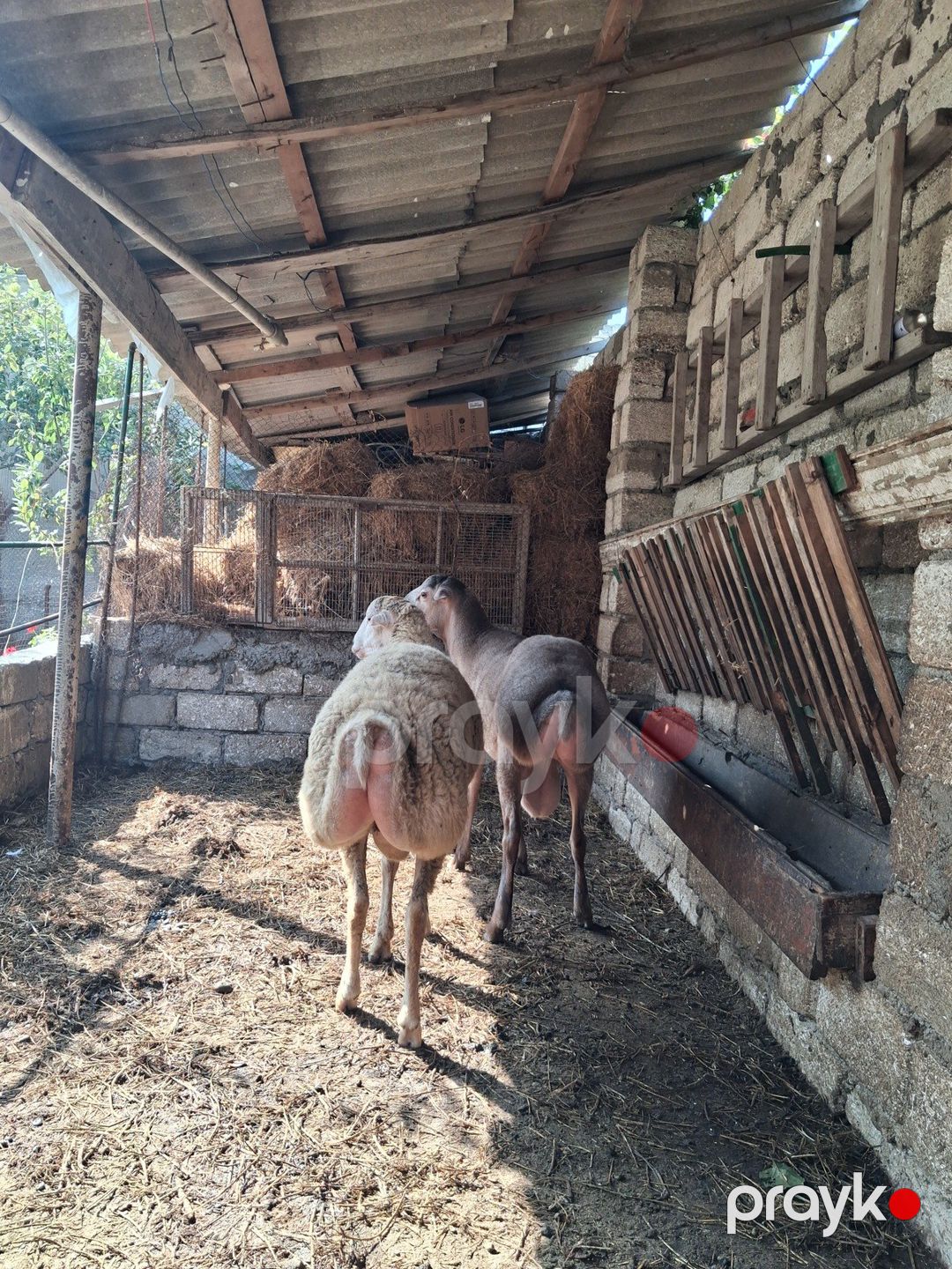 Qoçlar — Kənd təsərrüfatı heyvanları, Bakı (4)