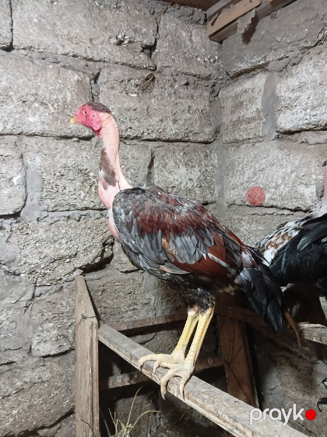 Heyratı — Quşlar, Bakı (2)