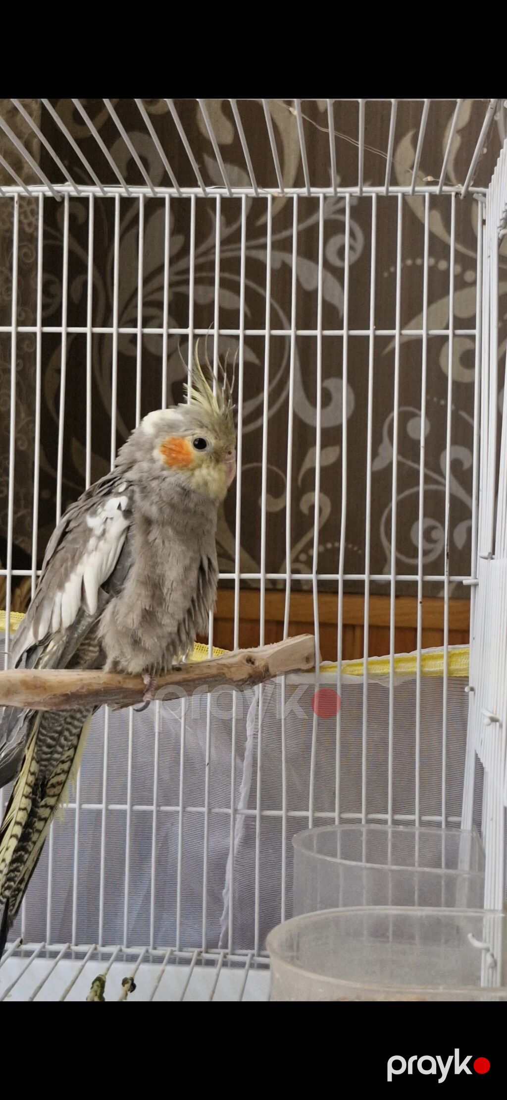 Nimfa (Cockatiel) tutuquşuları – boz-ağ ləkəli lələklər, sarı daraq və — Tutyun papağayı, Saray (2)