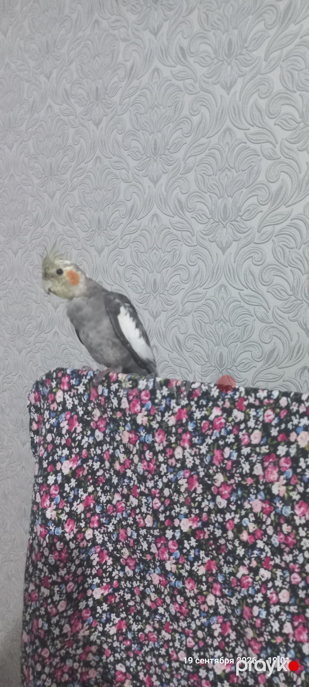Nimfa (Cockatiel) tutuquşu – boz-ağ rəng çaları, yanaqlarında narıncı — Tutyun papağayı, Digah (2)