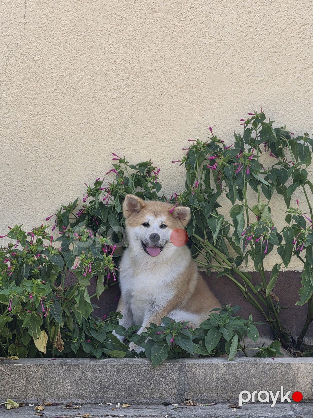 Yapon akita-inu — Köpəklər, Bakı (3)