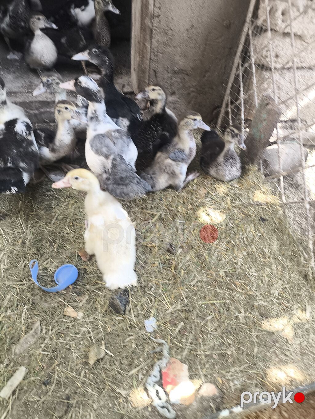 Lal ördək balaları satılır qiymət 8 manatdan başlayır ünvan — Digərləri, Digah (2)