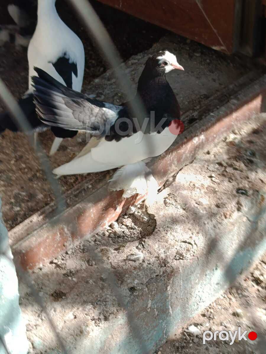 Göyərçinlər — Quşlar, Bakı (9)
