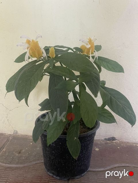 Bitki: Pachystachys lutea (Qızıl şam/Golden Shrimp Plant) Təsvir — Cəlilabad