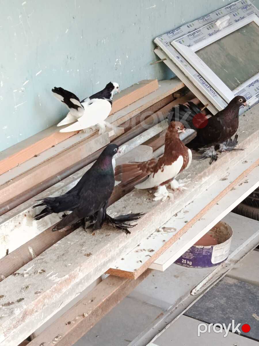Göyərçinlər — Quşlar, Bakı (10)
